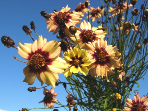 Nachyłek (Coreopsis) 